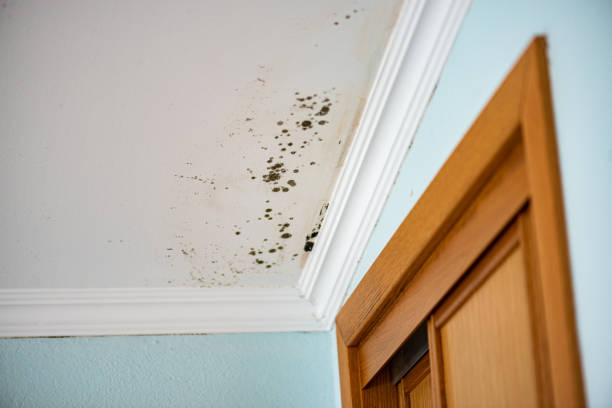 Best Attic Mold Removal  in Lake Linden, MI